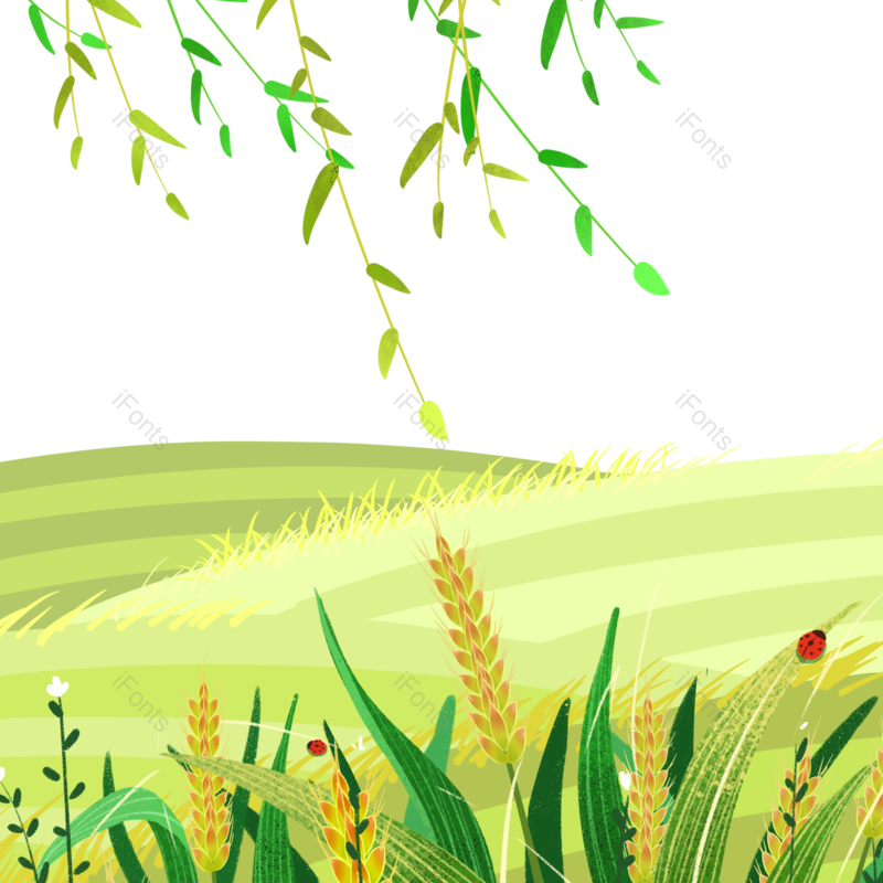 小满图片,麦子元素,夏天PNG,插画素材免抠素材